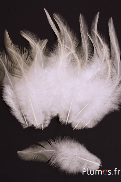 Coq - 8-12 cm - crème